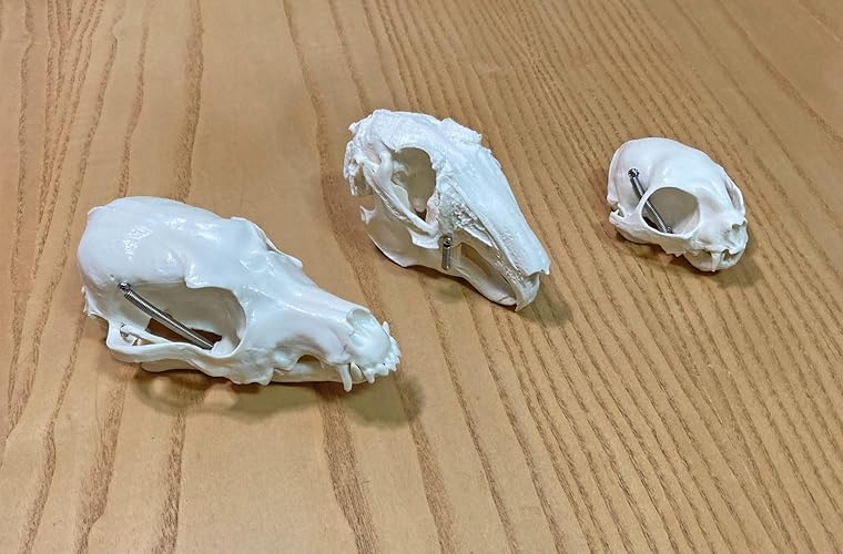 Amazon.co.jp: MediTrainer 犬&猫&ウサギの頭蓋骨 - 3つの動物の頭蓋骨