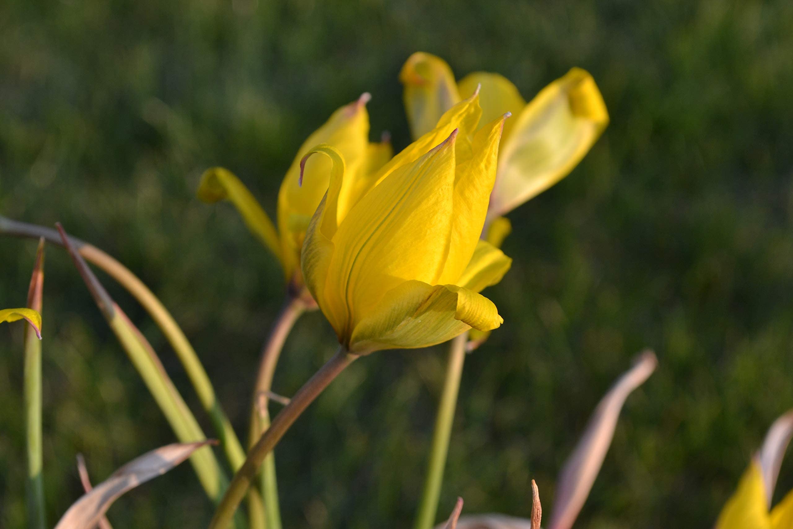 Blumenzwiebeln Tulpenzwiebeln Tulipa sylvestris; (florentina odorata) Lady Tulpe (50 Zwiebeln)