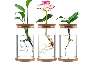 Plants Propagation Station - 3 Separated Glass Propagation Jars [Water Plant Propagating Jars]