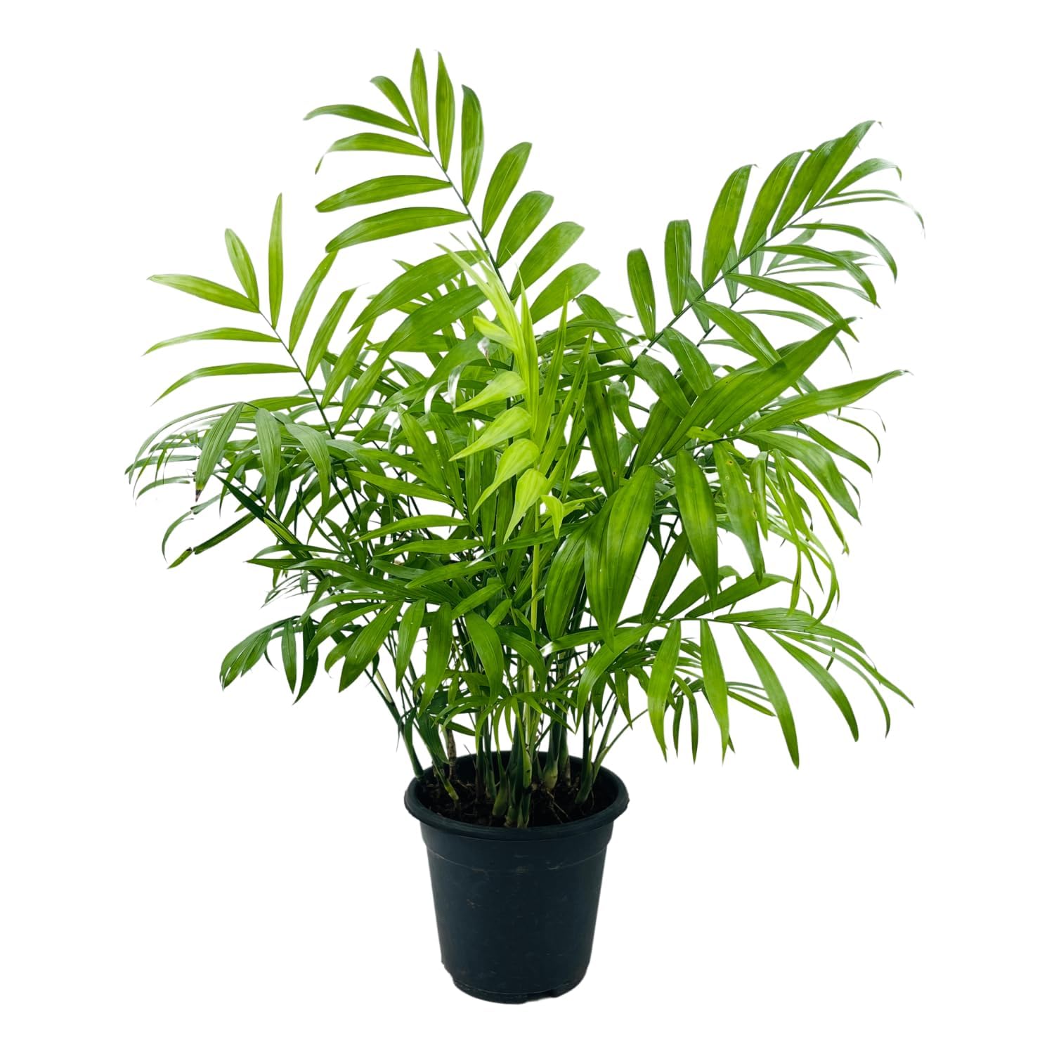 Garden Art Chamaedorea Seifrizii Plant is a Great Plant for Those Starting Out as First-time Plant Parents.(Pack of 1 Healthy Live Plant) (Chamaedorea seifritzii) (B09V51Q33N) Amazon Price History, Amazon Price Tracker