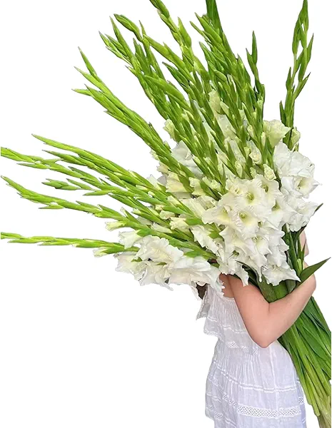 19 Stems White Gladiolus Fresh Cut Flowers for Home Decor Birthday Gift of Healing Friendship and Love Bulk Flowers Wholesale