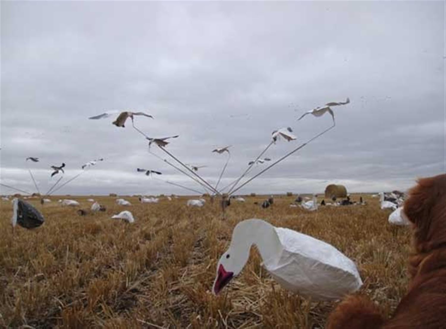 Sillosocks 4 Arm Rotary Tornado Machine (Decoys Not Included)