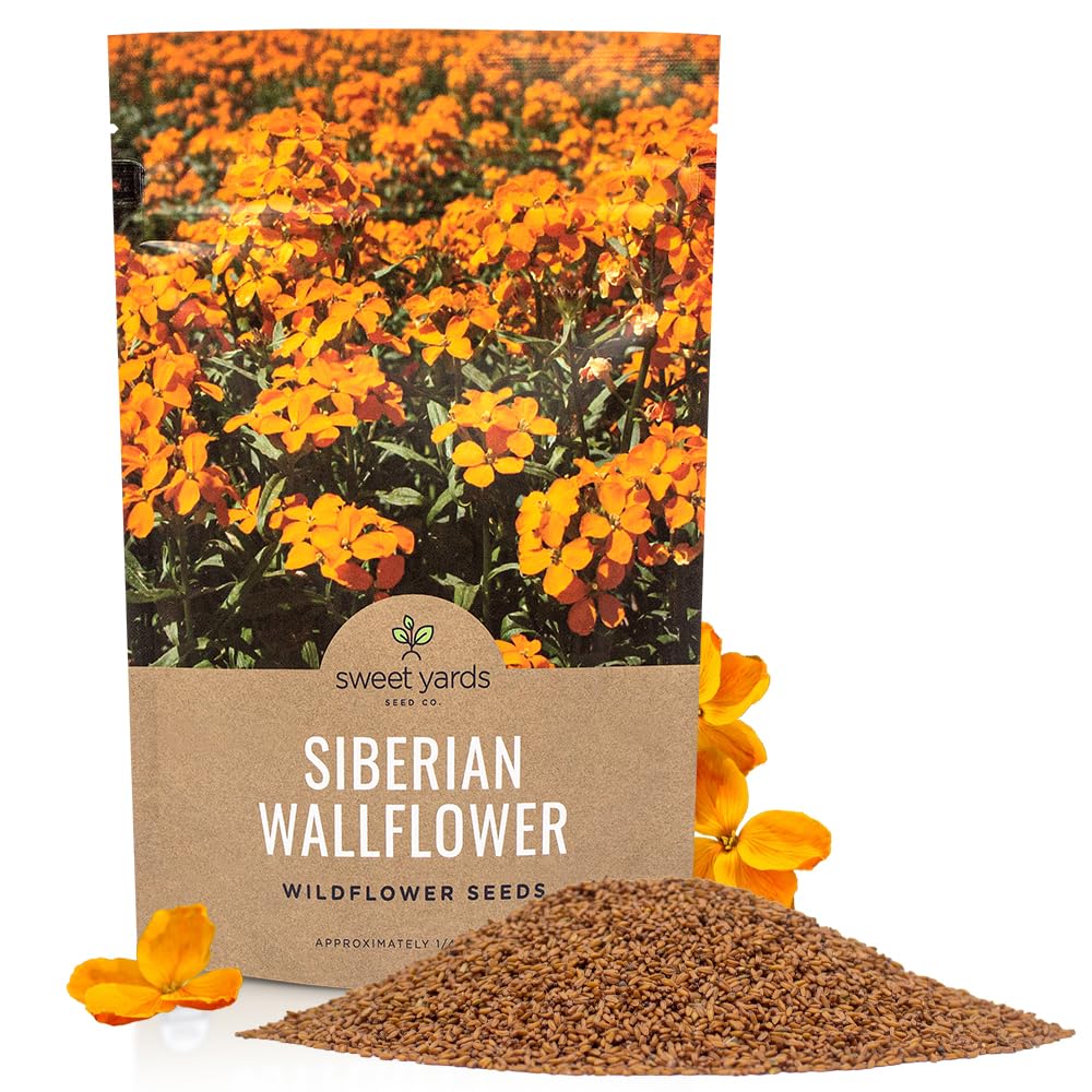 Sweet Yards Siberian Wallflower Seeds