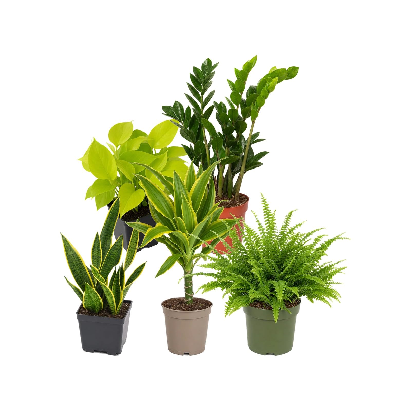 Pack 5 Plantas de Interior DECOALIVE: Calidad del Aire en Ensayos