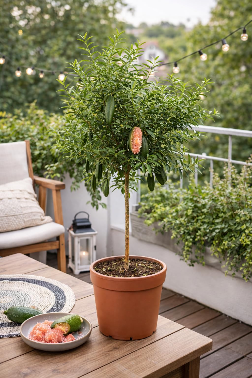 Australische Fingerlimette ca. 120 cm – Kaviar Limette (Caviar-Limette) – Microcitrus australasica – Exotische Zitrusfrucht mit intensiven Aromen – Ideal für Cocktails, Saucen & Dekoration