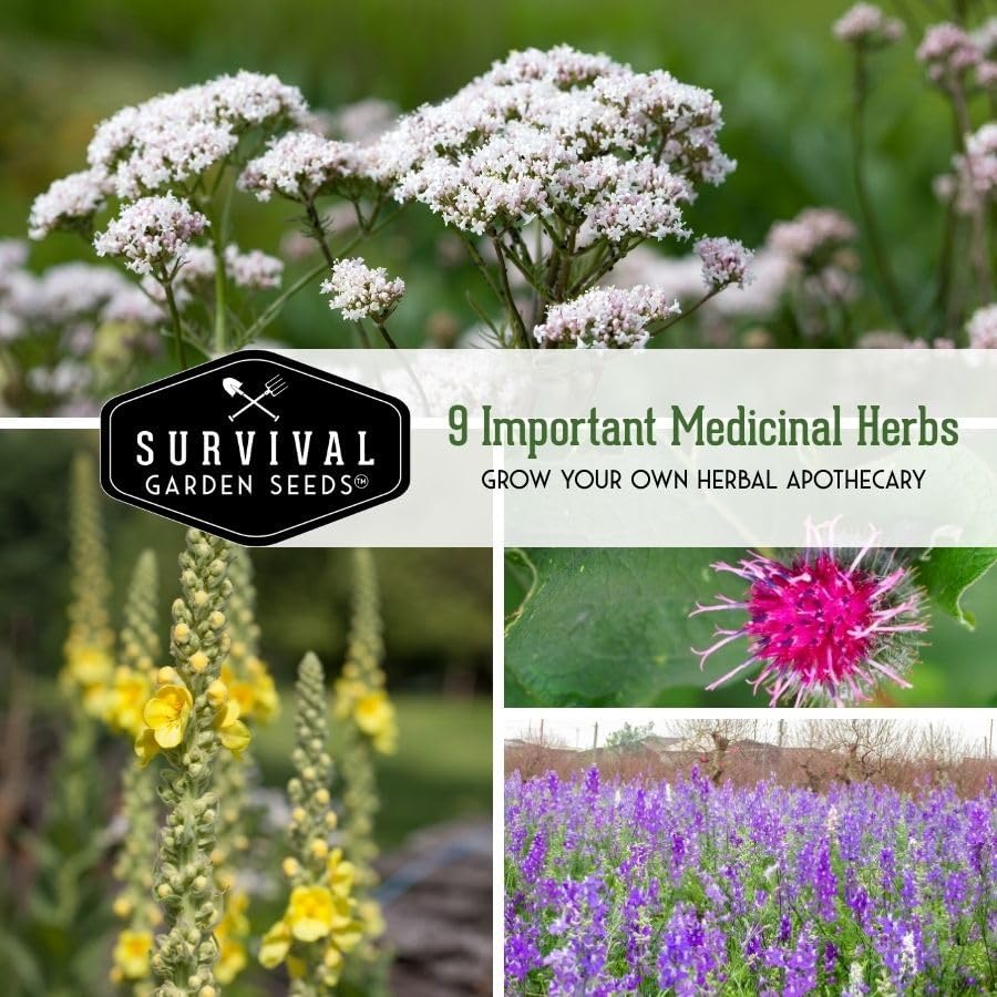 Miniatura 3 de Semillas de hierbas medicinales avanzadas, paquete variado de 9 para plantar, consuelda, gordolobo, hierba de San Juan, valeriana, artemisa - Kit de