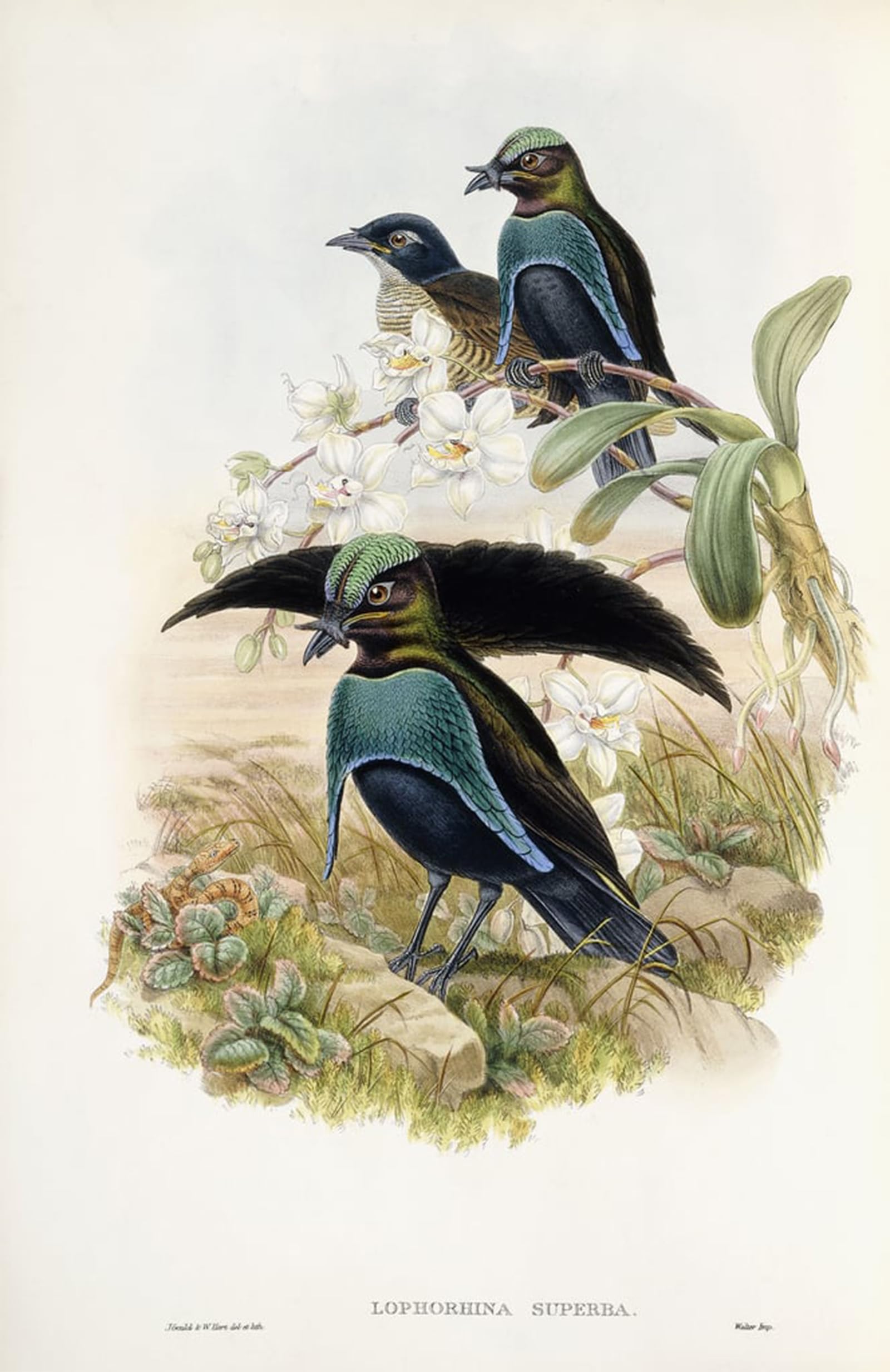 Toile oiseau de paradis John Gould 60x90cm pour la décoration du salon