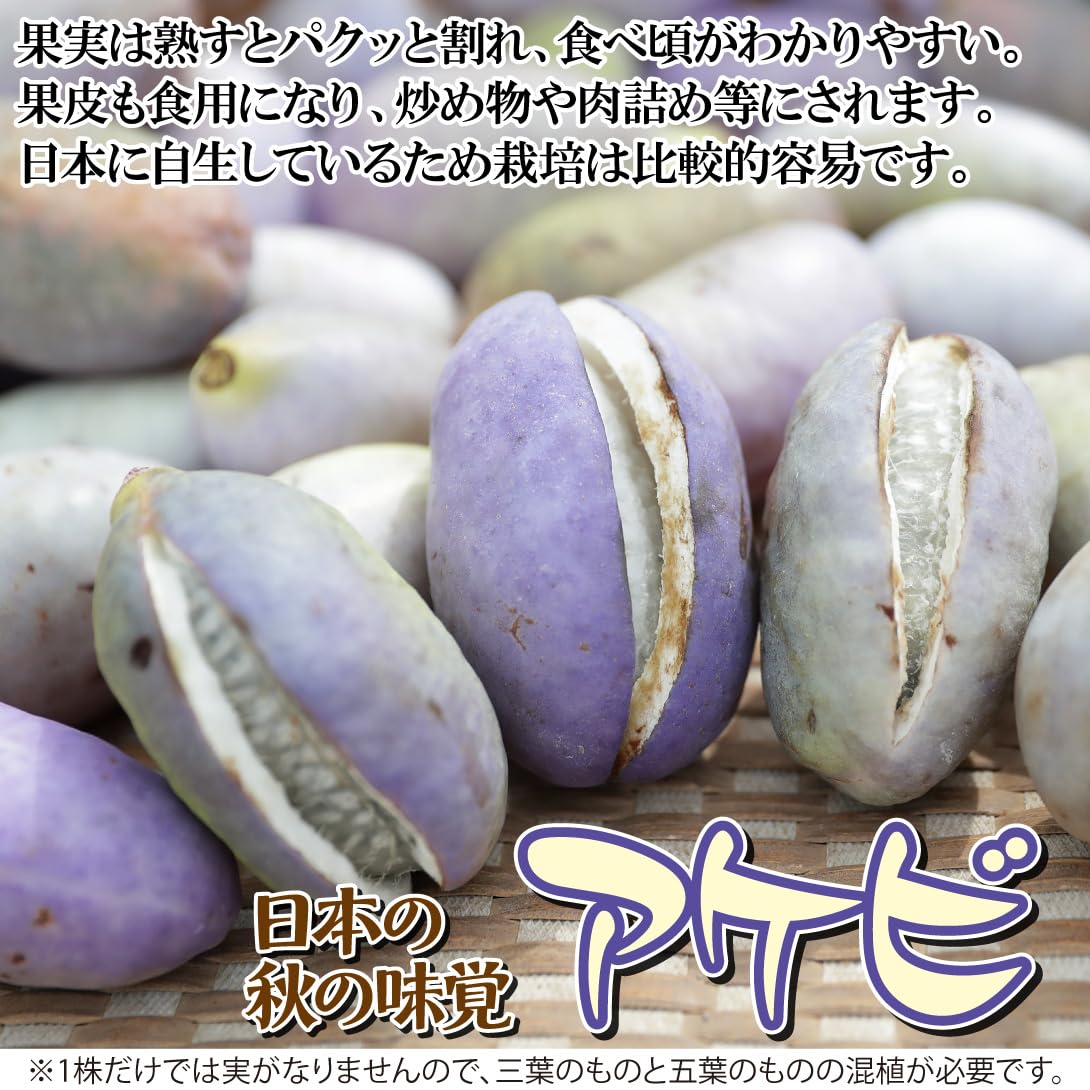 Amazon.co.jp: 果樹苗 アケビ おばけアケビ 1株 / 国華園 24年秋商品