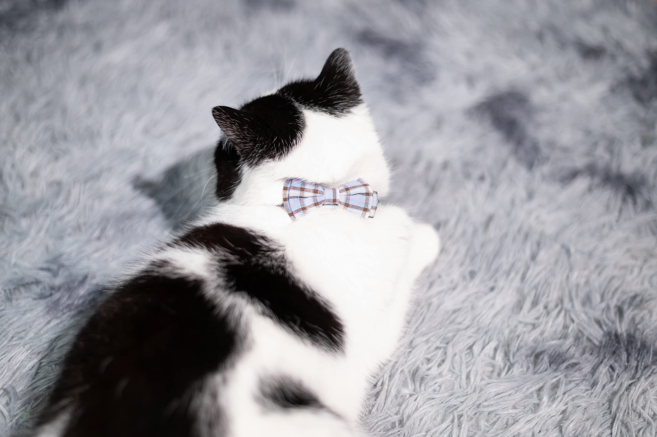 Katzenhalsband, mit Sicherheitsverschluss und Glöckchen, verstellbar, einfarbig, 2 Stück, Grau