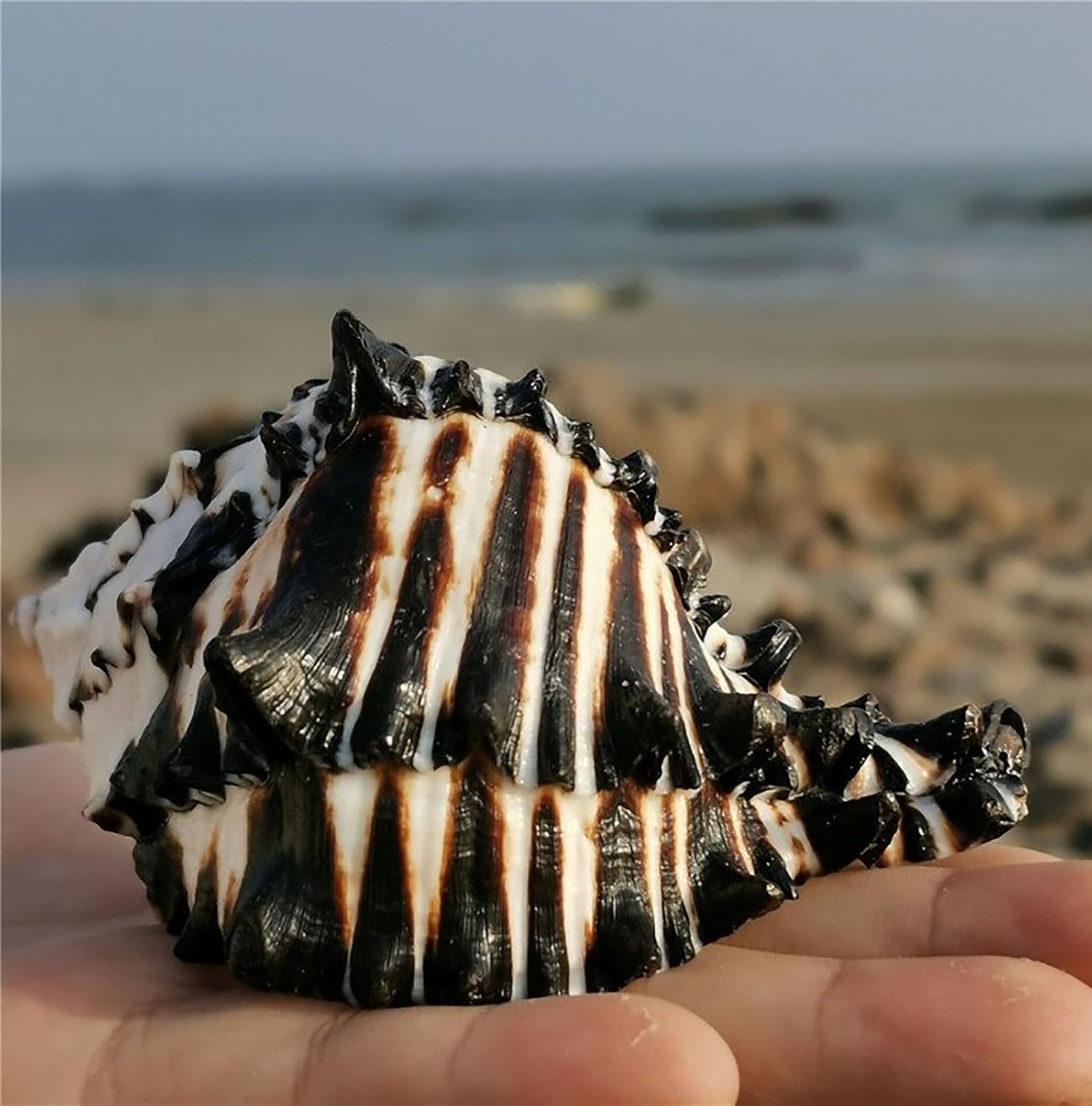 Decorative Seashells,Large Sea Shells for Decoration, Seashells, Large Hermit Crab Growth Shells Perfect for Beach Theme Party Home Decor DIY Crafts Fish Tank and