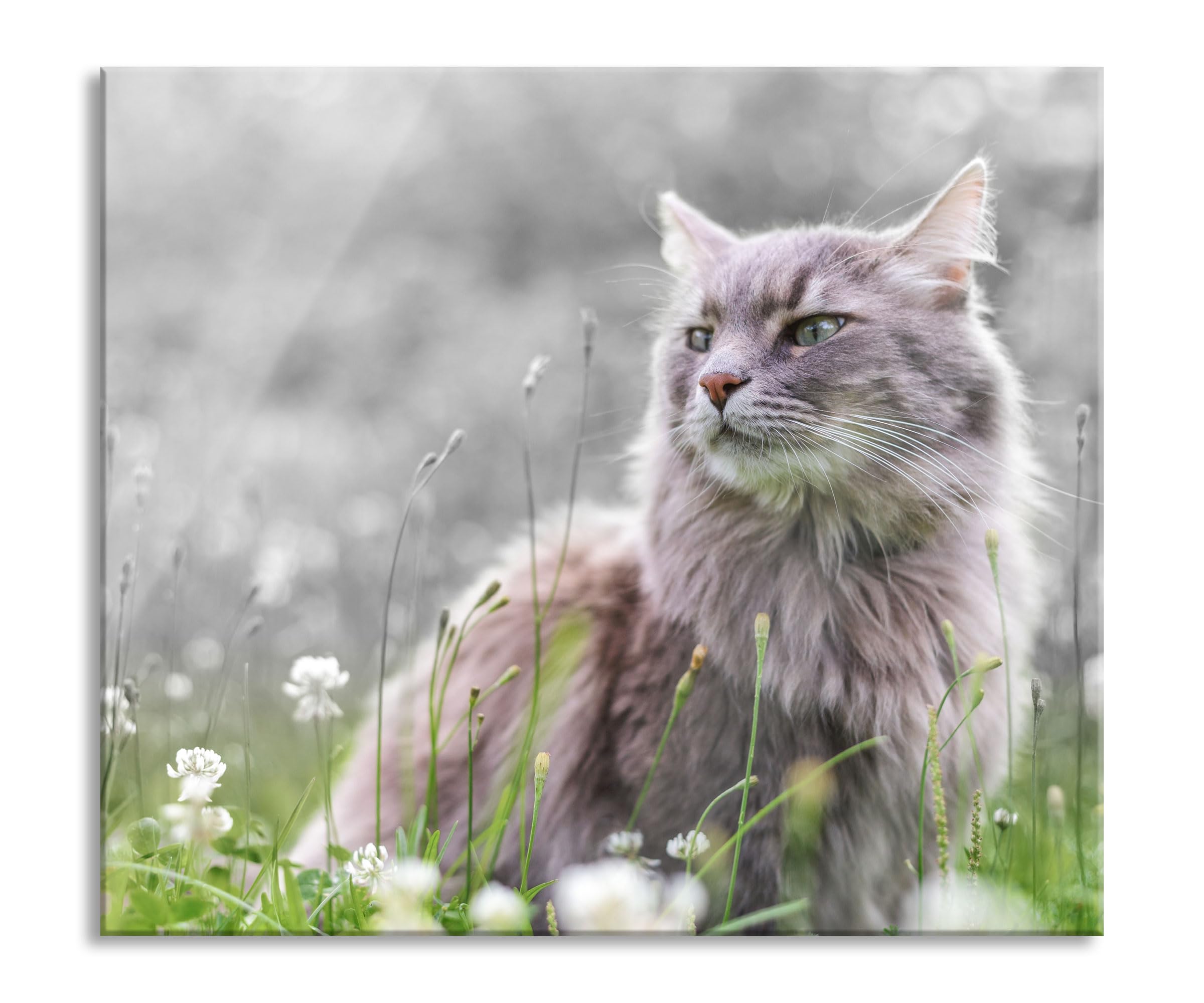 Katze in der Wildnis Herdabdeckplatte & Spritzschutz aus Echtglas | Für Herd-Kochfelder | 60x52 cm