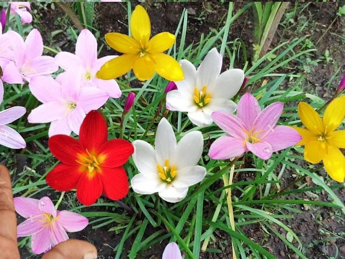Audbhidhi Bulbs Rain Lily Flower Bulbs For Home Gardening (pack of 2 bulbs) (B0B5T91JSH) Amazon Price History, Amazon Price Tracker