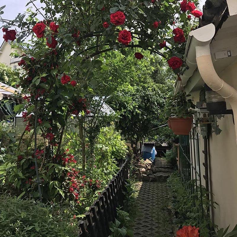 Structure robuste contre le vent : l'arche de jardin durable en acier noir
