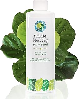 Fiddle Leaf Fig Plant Food: Fiddle Leaf Fig Tree Fertilizer from The Fiddle Leaf Fig Resource. Care for Your Fiddle Leaf Fig Tree with Year Supply of Live Indoor House Plant Nutrients