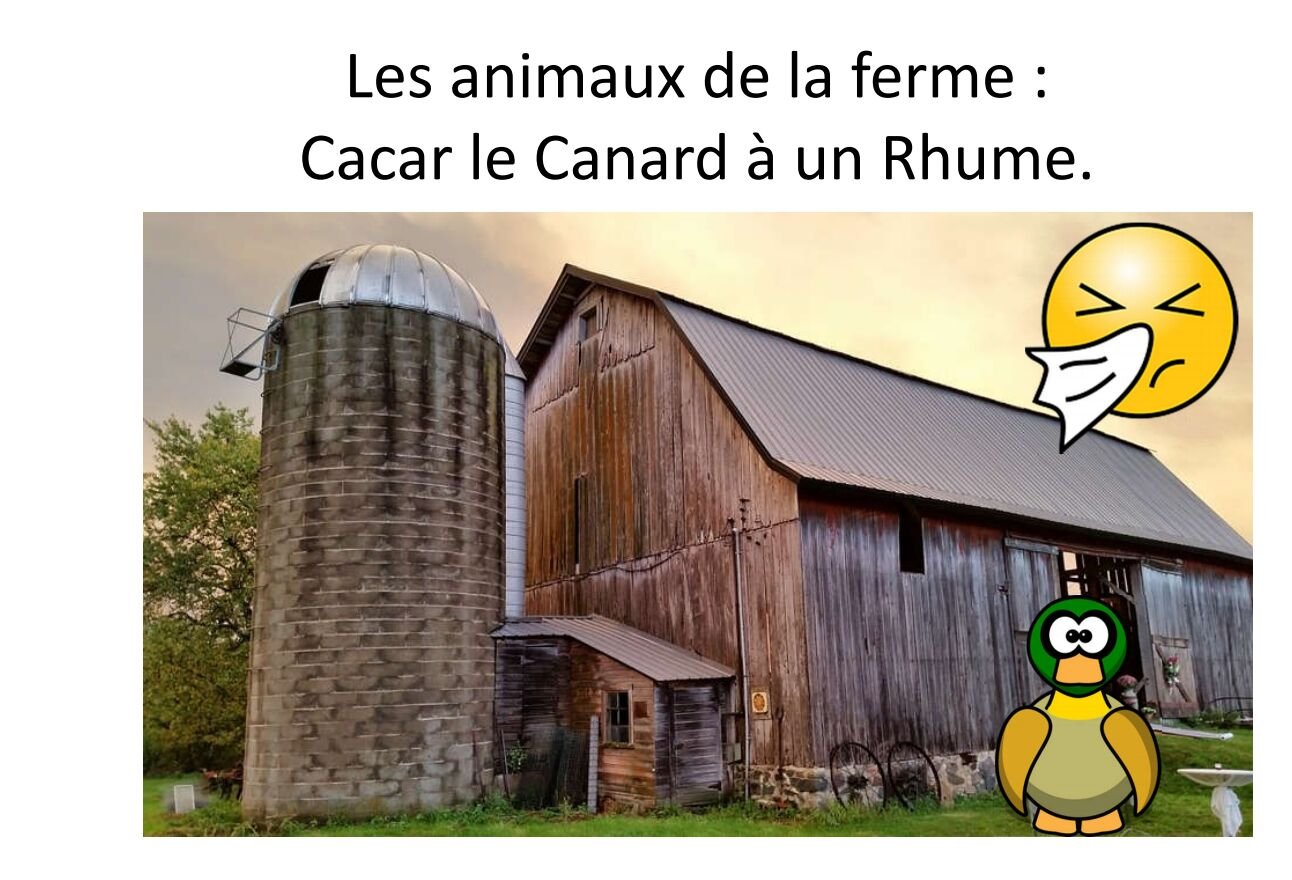 Les animaux de la ferme: Cacar le Canard à un Rhume (French Edition)
