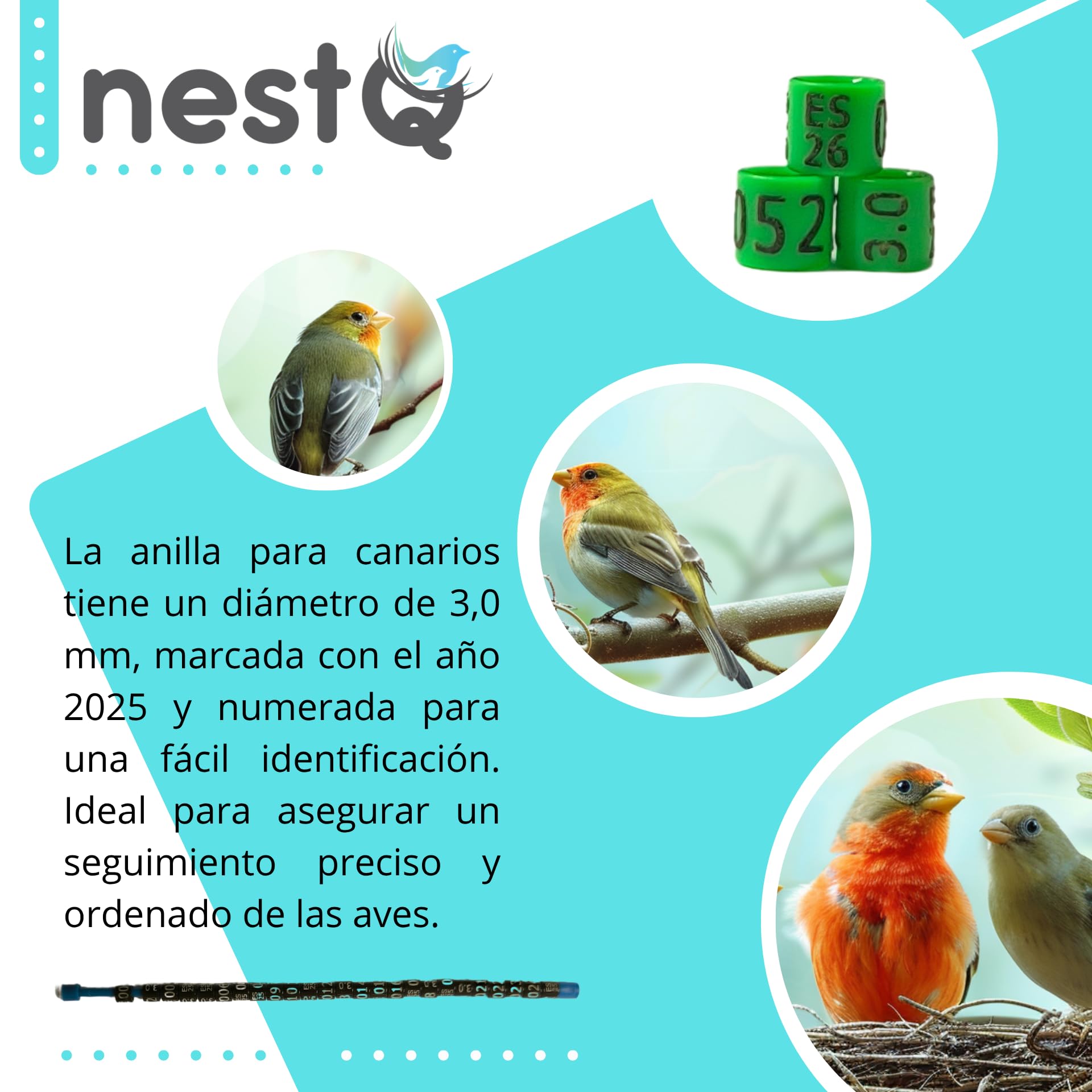 nestQ 1 Tira 25 Anillas Canarios 2026 Color Verde Federativo Policromo Grabado Laser Cerradas 3mm Numeradas con Año Marcado — view 3