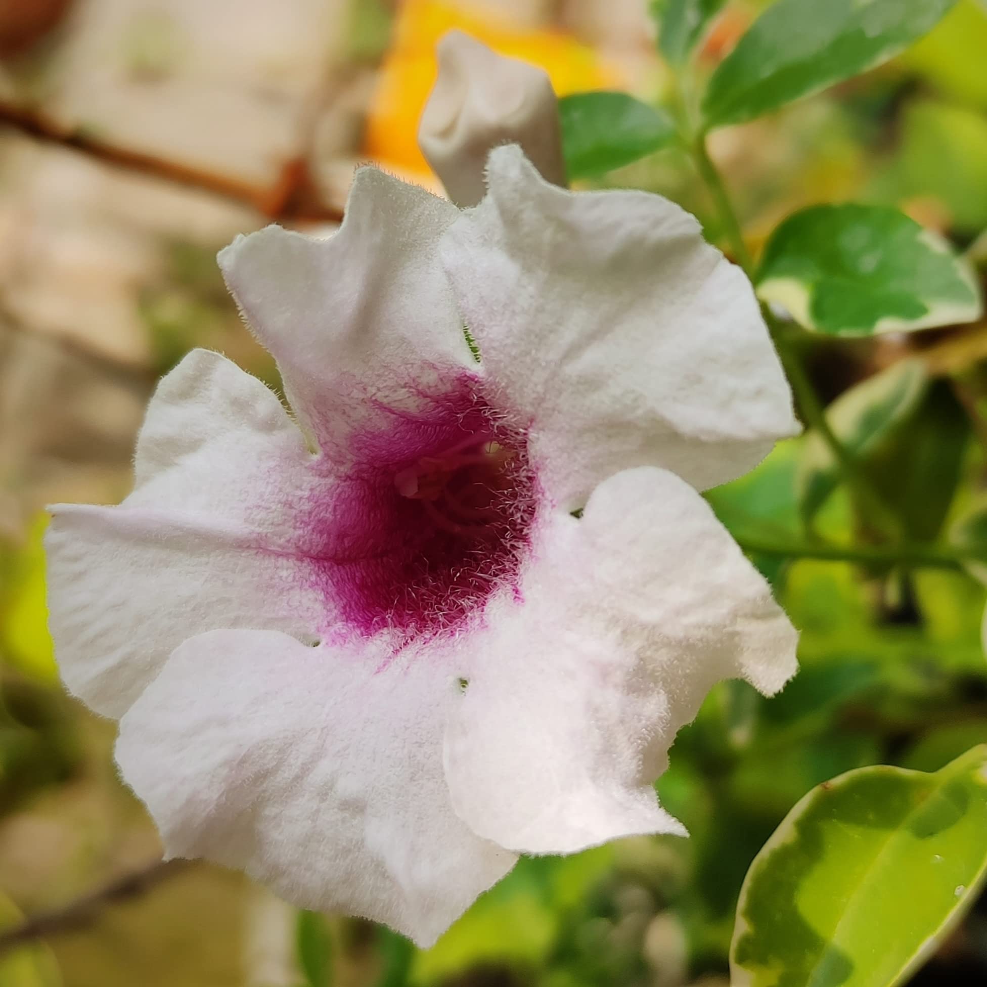 See full amazon price history chart for Pandorea | Bignonia | Tecoma Jasminoides | Bower Fragrant Flower Vine Plant Pandorea | Bignonia | Tecoma Jasminoides | Bower Fragrant Flower Vine Plant (B09BDG683S) Amazon Price History, Amazon Price Tracker