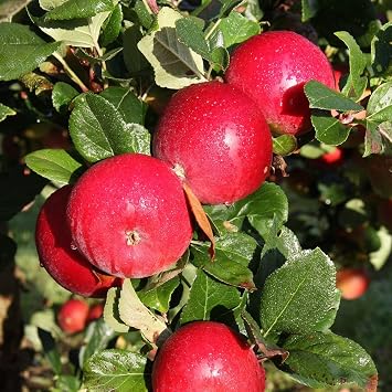 Plant Theory 1.5m Apple Red Devil Edible Dessert Apple Outdoor Fruit Tree 12L Pot MM106 Rootstock
