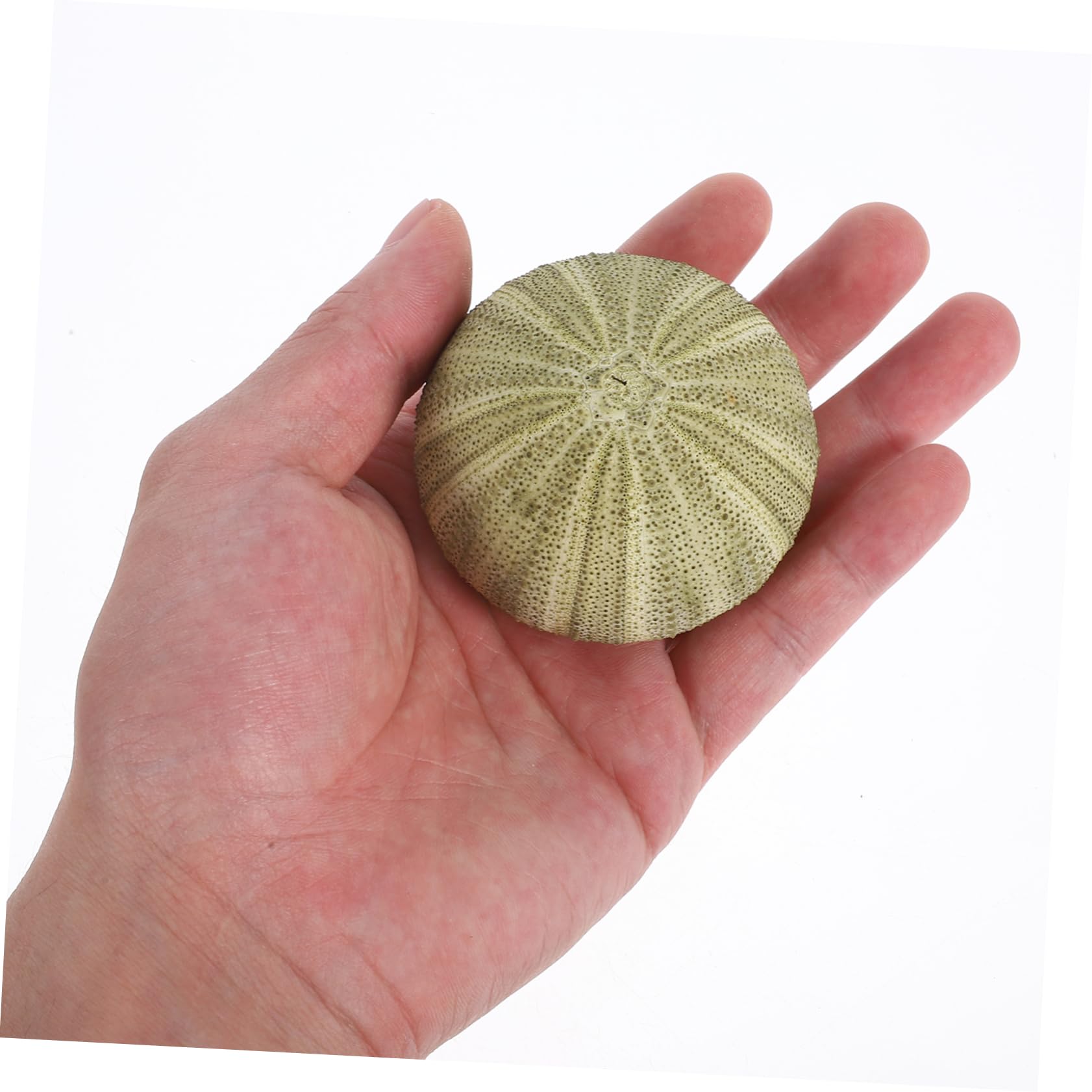 HIAKDOFT Seeigel Blumentöpfe 5er Set - Natürliche Muschelschalen Für Luftpflanzen & Aquarium Deko