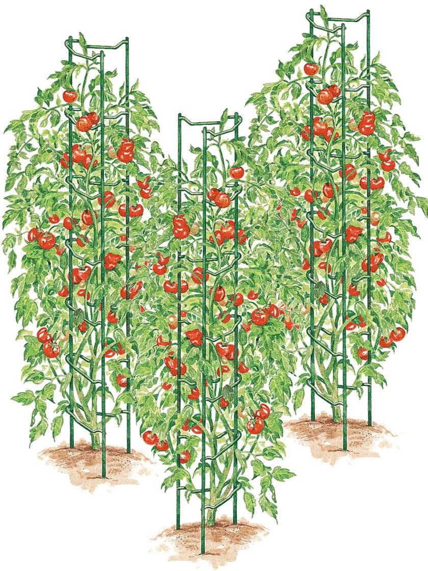 Gardener's Supply Tomato Ladders