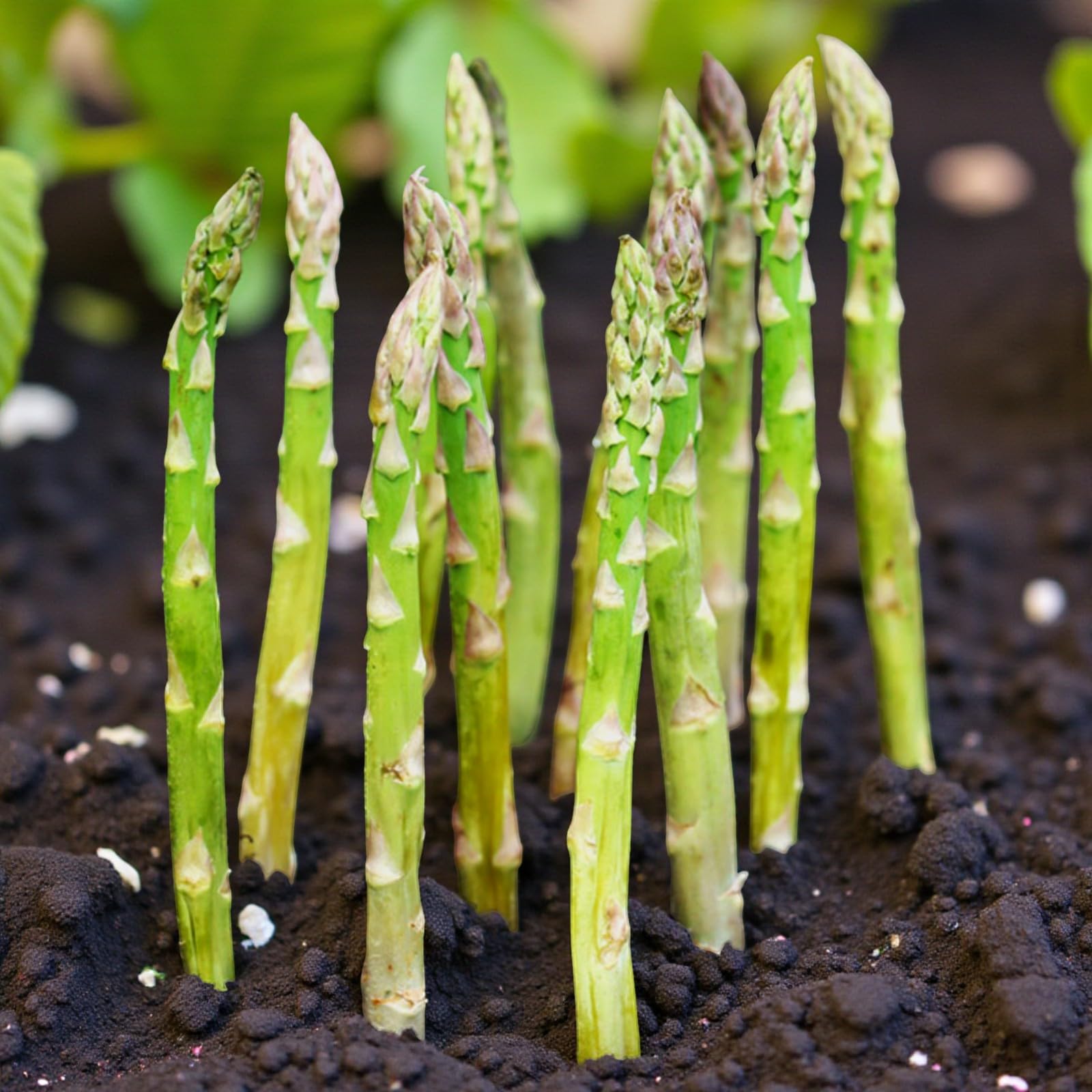 Carbeth Plants Asparagus Crown Roots for Planting - Premium Quality Easy Grow Vegetable Perennials - Quick Establishment & High Yielding Spears for Kitchen Gardens & Allotments (3, Boonlim)
