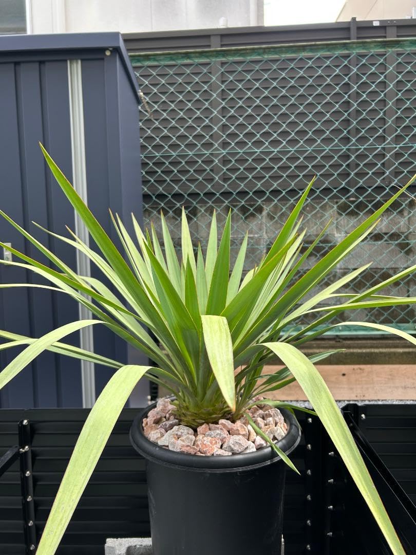 ユッカ シルバーアニバーサリー　ダブルヘッド　2頭　福岡 ユッカ シルバーアニバーサリー ダブルヘッド 2頭 福岡