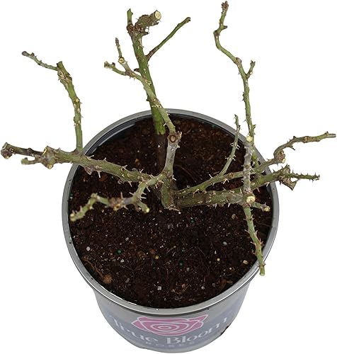 Miniatura 7 de True Bloom 'True Serenity' - Rosas vivas y rosales listas para plantar, regalo de plantas de rosas para amantes de las plantas, rosas de jardín,