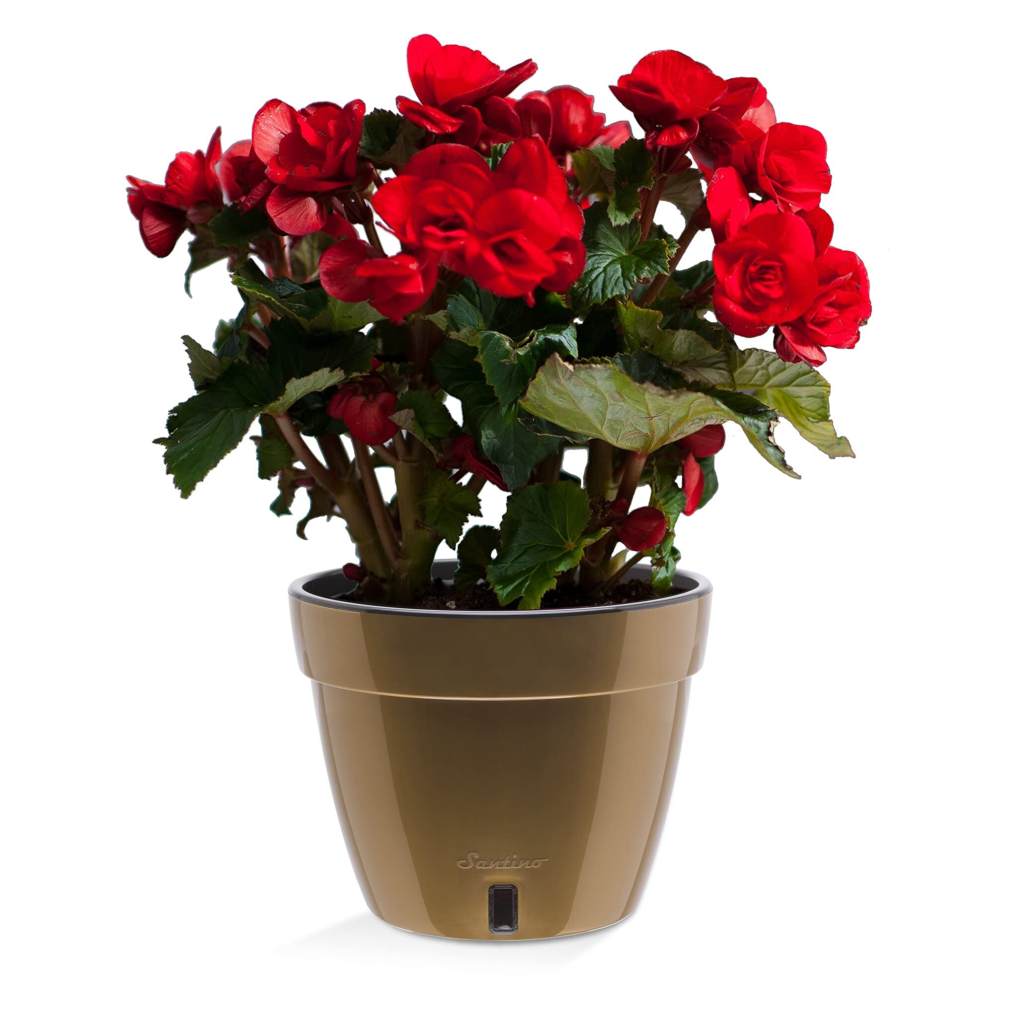 Santino ASTI18CM Selbstwässernder Blumentopf mit Wasserstandsanzeiger - Rund Premium Qualität Innen Blumentopf für Anlagen, Blumen, Kräuter (Ø 18 cm, H 14 cm, 2,5L - Gold/Black) - 3