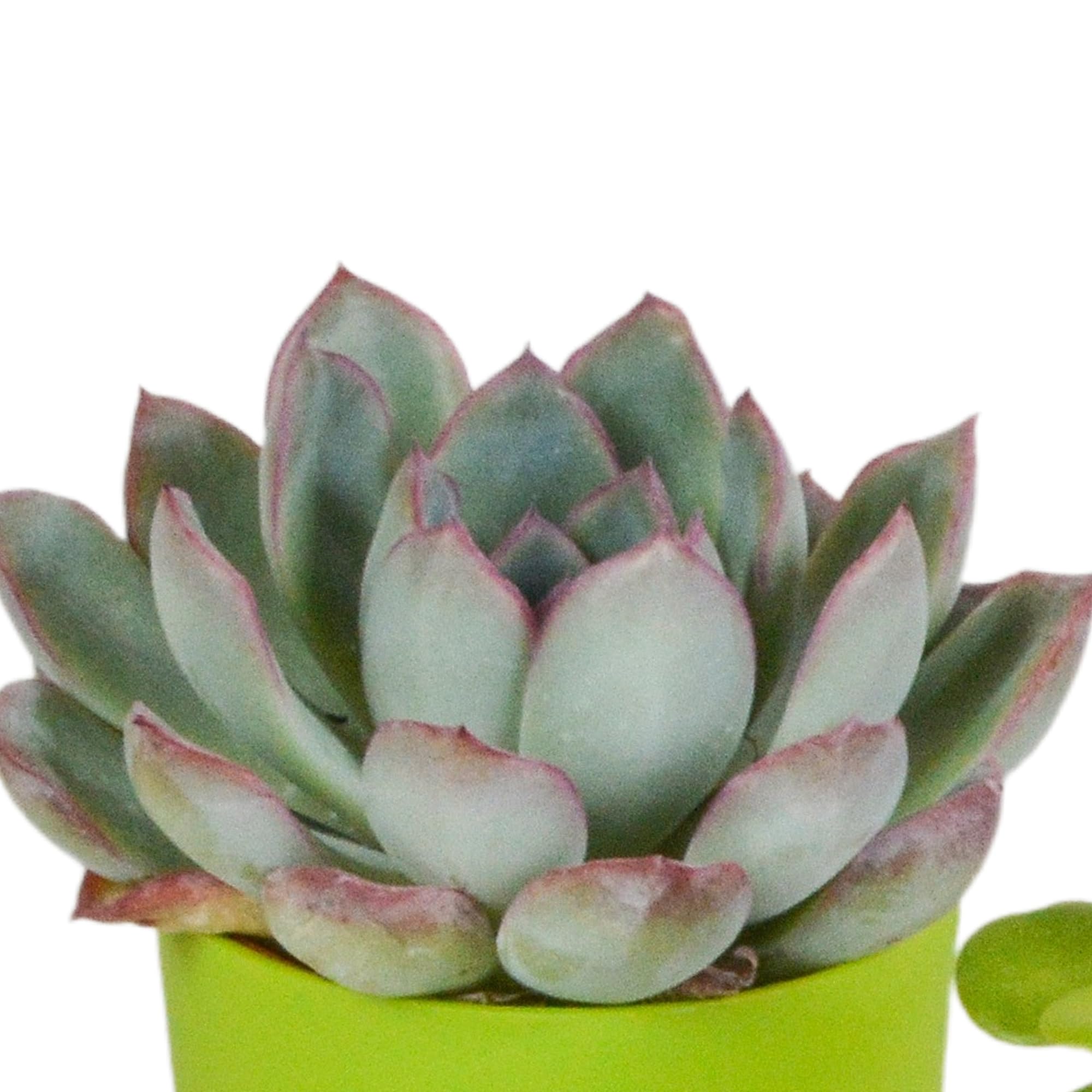 Mix Piante Grasse, Vaso in Plastica, da Interno, Set da 5, 5.5 cm