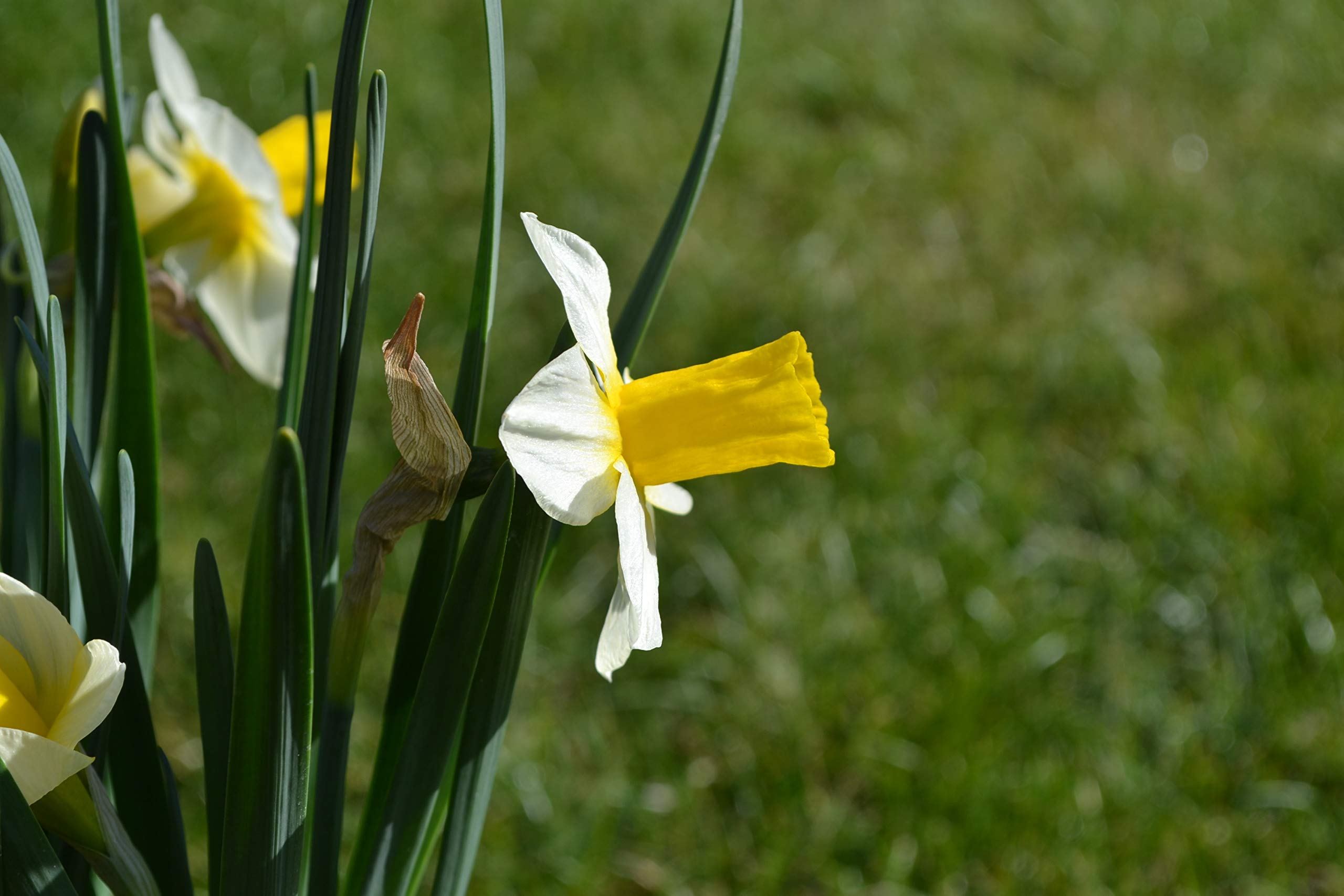 Blumenzwiebeln Narzissenzwiebeln Jonquilla Narzissen Golden Echo (50 Zwiebeln)