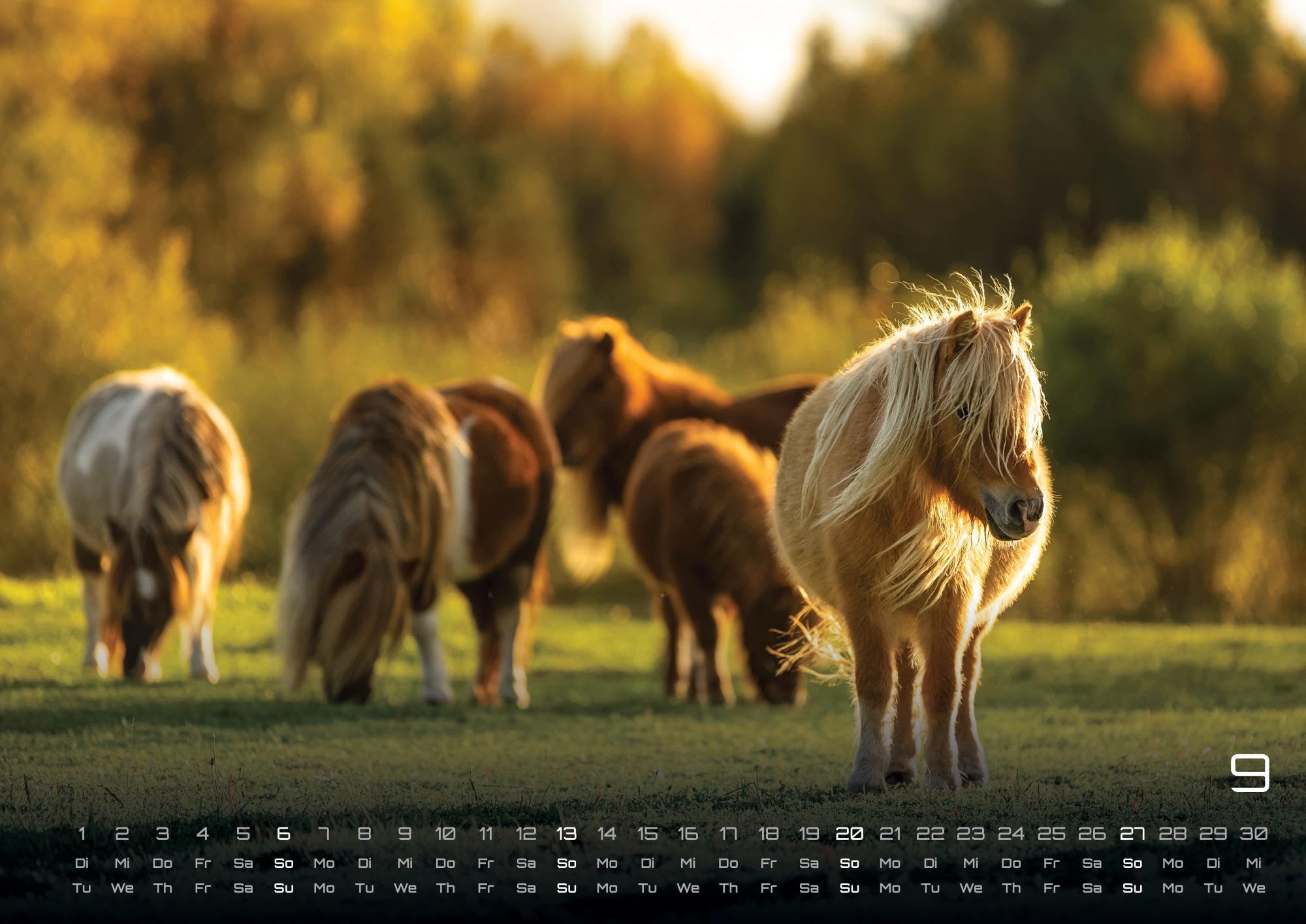 Pferdegeflüster - Der Pferdekalender - 2026 - Kalender DIN A2: Der Wandkalender mit den schönsten Pferde-Motiven für das Jahr 2026 im extragroßen Format DIN A2 (ca. 60 x 42 cm)!