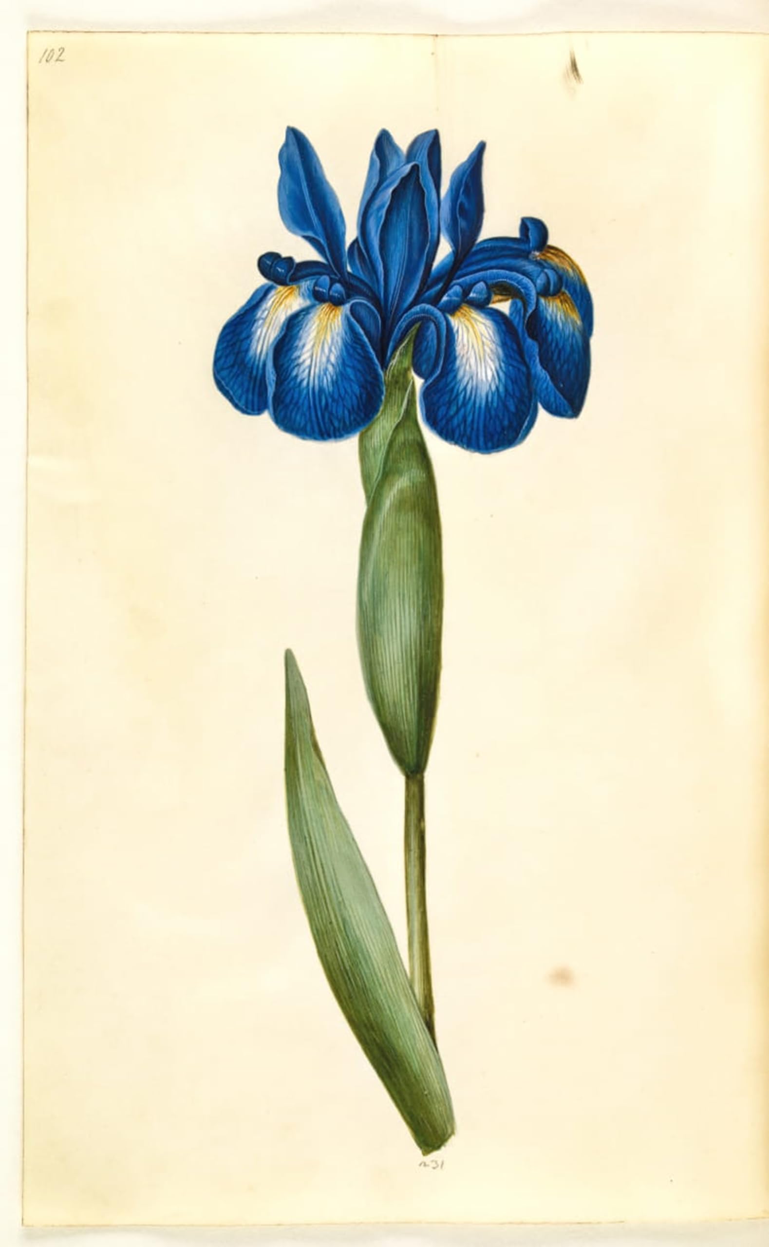 ARTXLXXBN Famous Art Print Poster Vintage Wall Art Iris Latifolia by Hans Simon Holtzbecker Canvas Art Poster for Home Decor 60x90cm