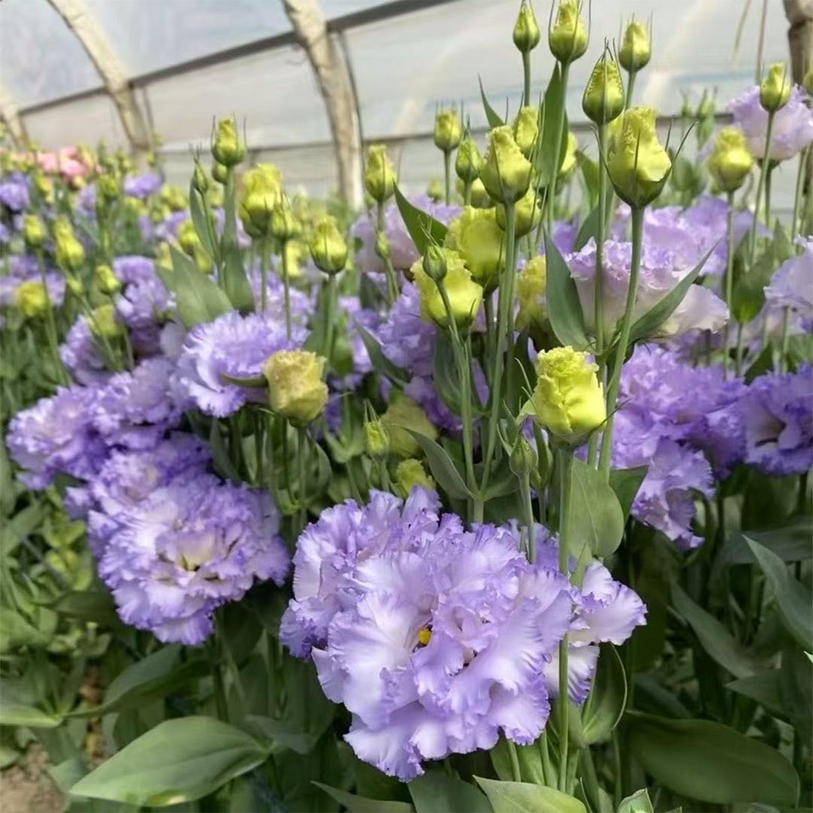 515 Eustoma Samen Winterhart – Dornenlose Rose, Lisianthus Für Innen & Außen, Inklusive Dünger, Mehrfarbig Für Sträuße & Gartendeko