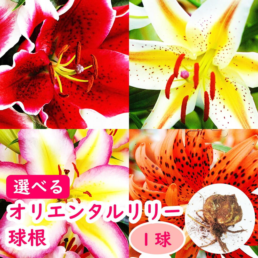 Amazon.co.jp: 「 オリエンタルリリー 球根 【7．八重咲オニユリ