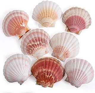 PPCLION 8 PCS 4-4.5 Inch Natural White&Pink Scallop Shells Sea Shells for DIY Craft Home Décor