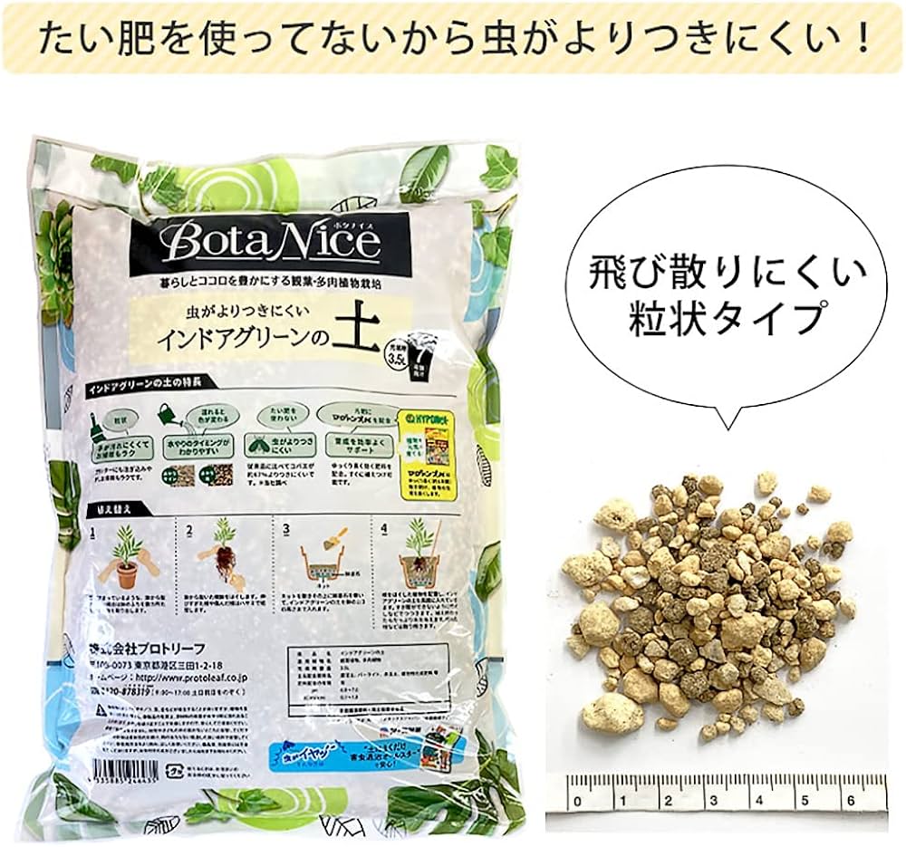 Y*e様 【ラスト小葉/安心の発根済株/鉢込/新芽3か所程度】 斑入り