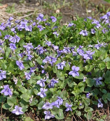 Wald Veilchen - Viola reichenbachiana