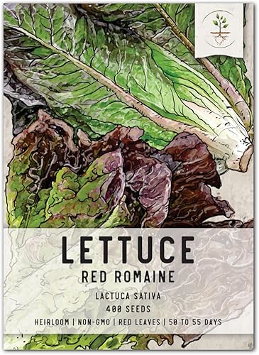 Seed Needs, Semillas de lechuga romana roja para plantar (Lactuca Sativa) Paquete individual de 400 semillas sin OMGsin tratar