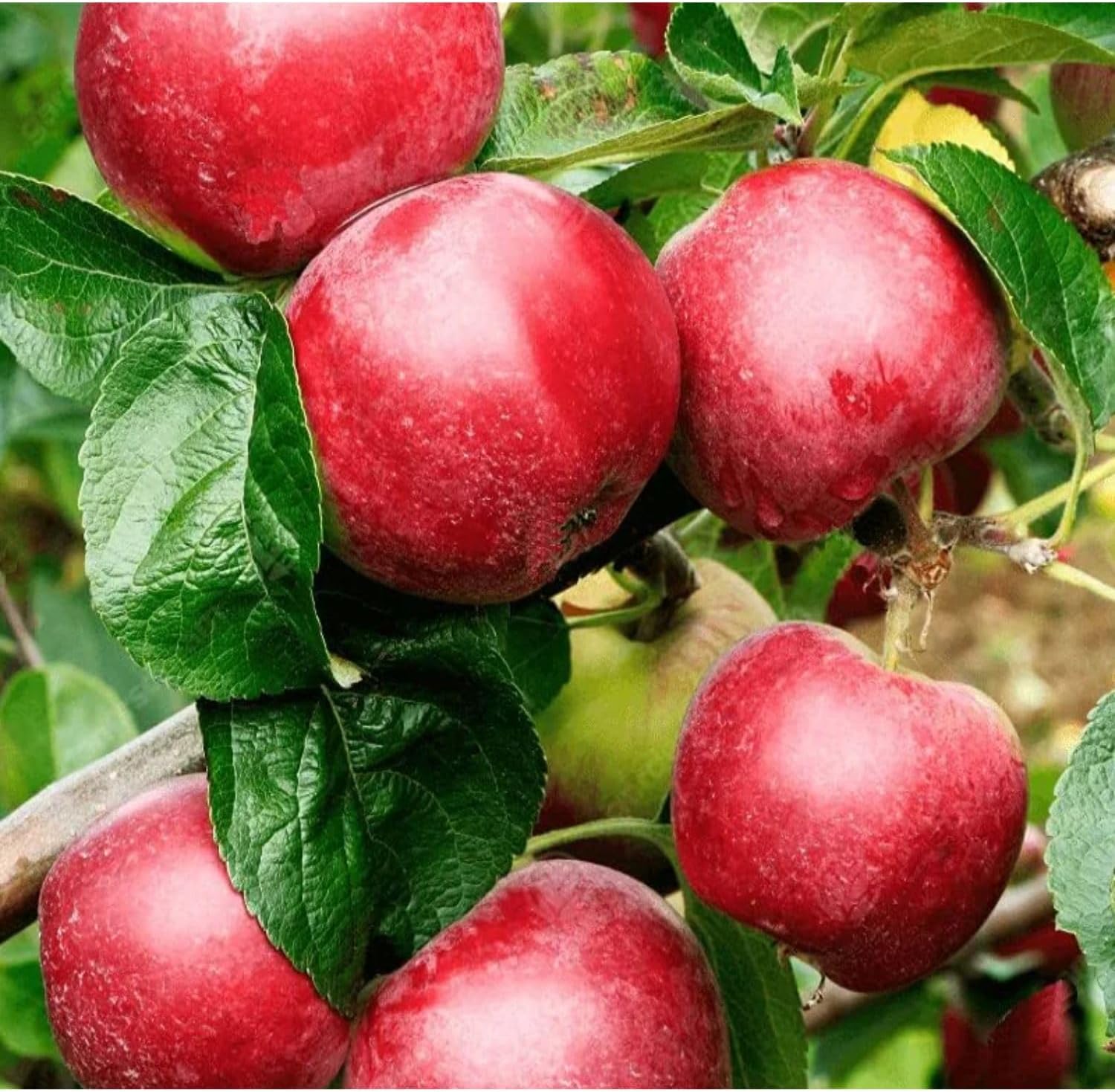 Tropic Sweet Live Apple Tree, Red-Yellow Color, Sweet Tart Flavor, 1 gal Nursery Pot 2-3 ft. Tree Height (Due to Agricultural Laws, we Cannot Ship to CA, AZ, AK, or HI)