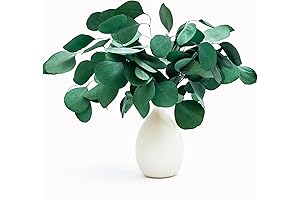 Eucalyptus Leaves - 12pcs Real Dried Silver Dollar Eucalyptus Stems Leaves