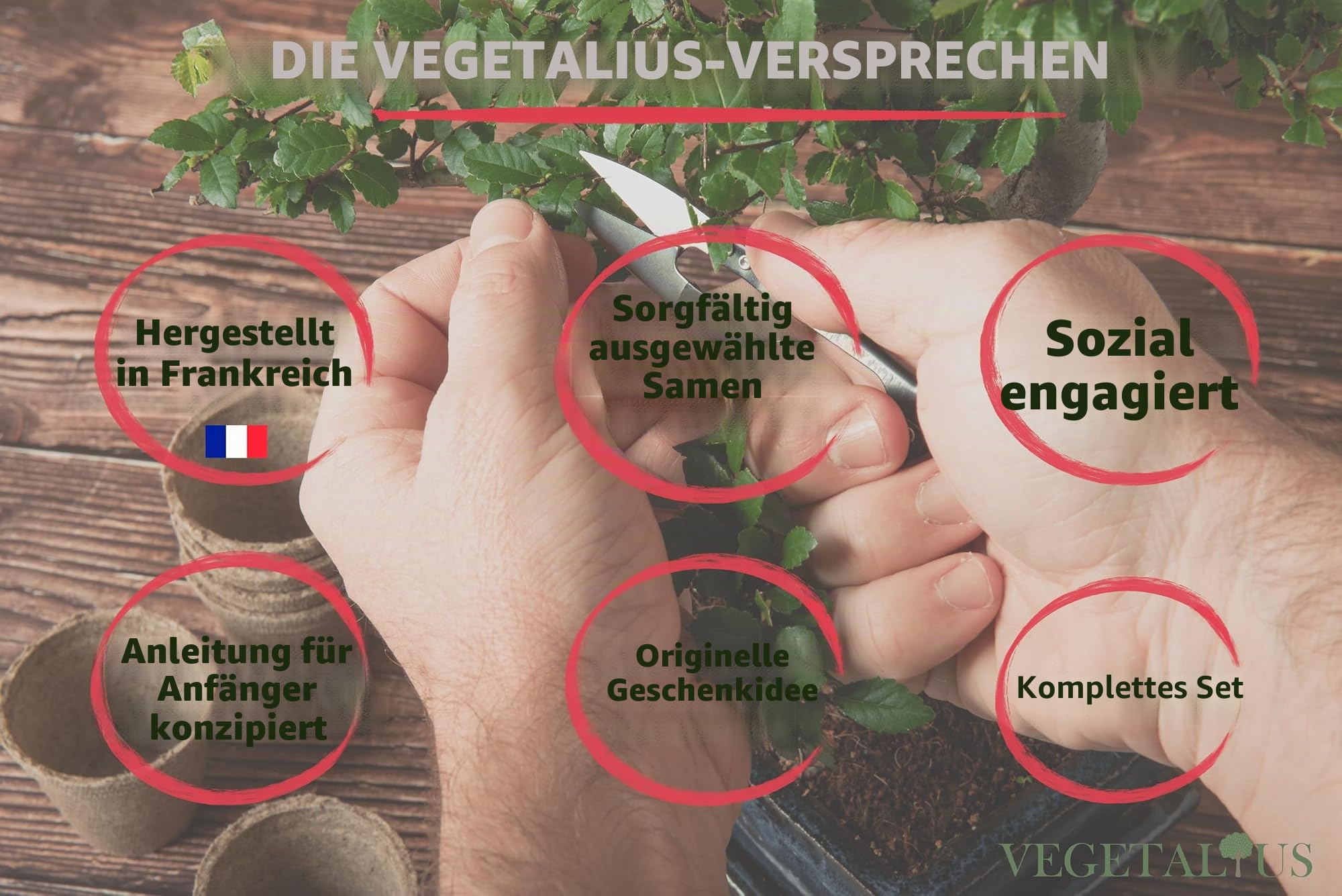 Komplettset mit 6 Bonsai mit Samen & Zubehör – hergestellt in Frankreich – originelle Geschenkidee für Damen & Herren für Ihr Zuhause oder Ihren Garten. Ideal für Weihnachten oder Secret
