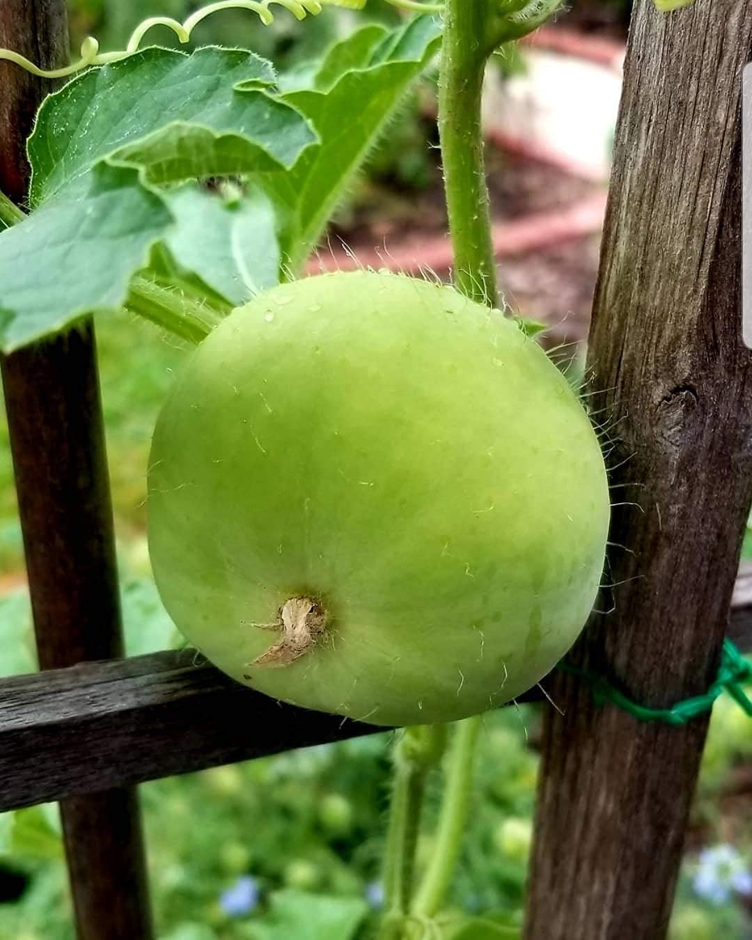 Sakshi Farms |Apple Gourd Tinda Seeds Vegetable Seeds for Home Garden 100 mg seeds for Home Gardening | Fresh Gardening Vegetable Planting Seeds for Kitchen | (B0CNRVQK55) Amazon Price History, Amazon Price Tracker