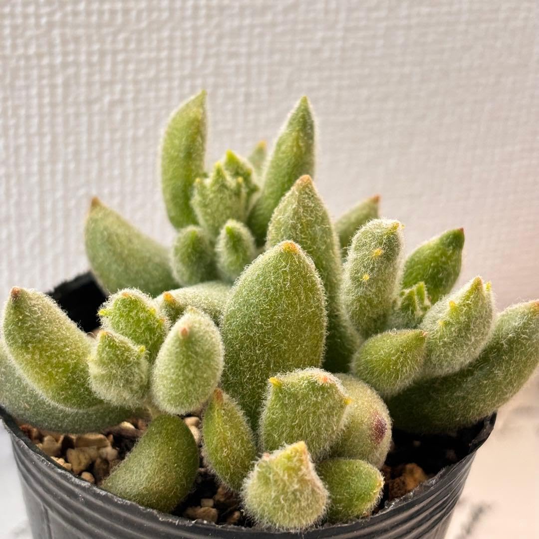 Amazon｜子猫の爪 多肉植物 抜き苗 カランコエ コネコノツメ｜観葉植物
