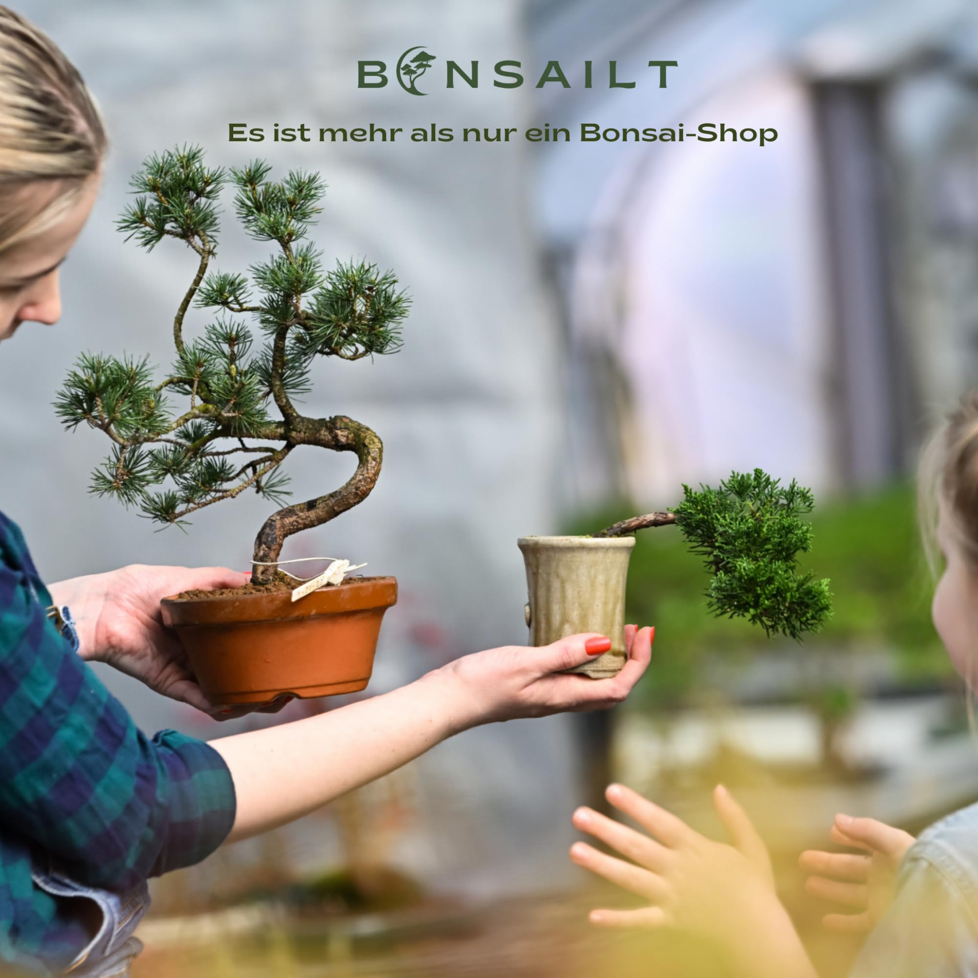 Chinesische Ulme Bonsai – Alter 7-8 Jahre – Höhe 25-35 cm – Topfgröße Ø 15 cm