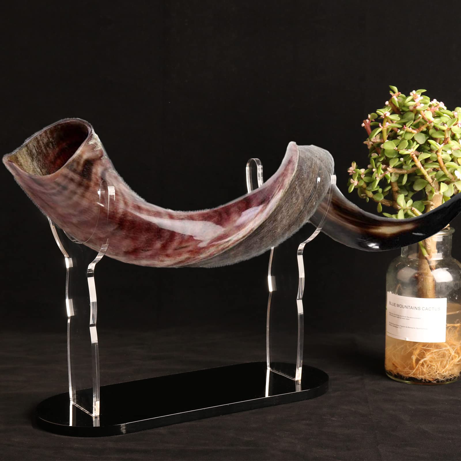 Schofarständer Acryl Shofar Display Rack Israel Yemeni Transparent Schwarz