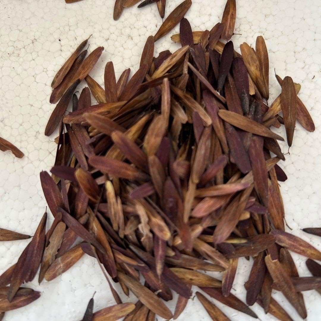 2025年産 アオダモ 種 400粒