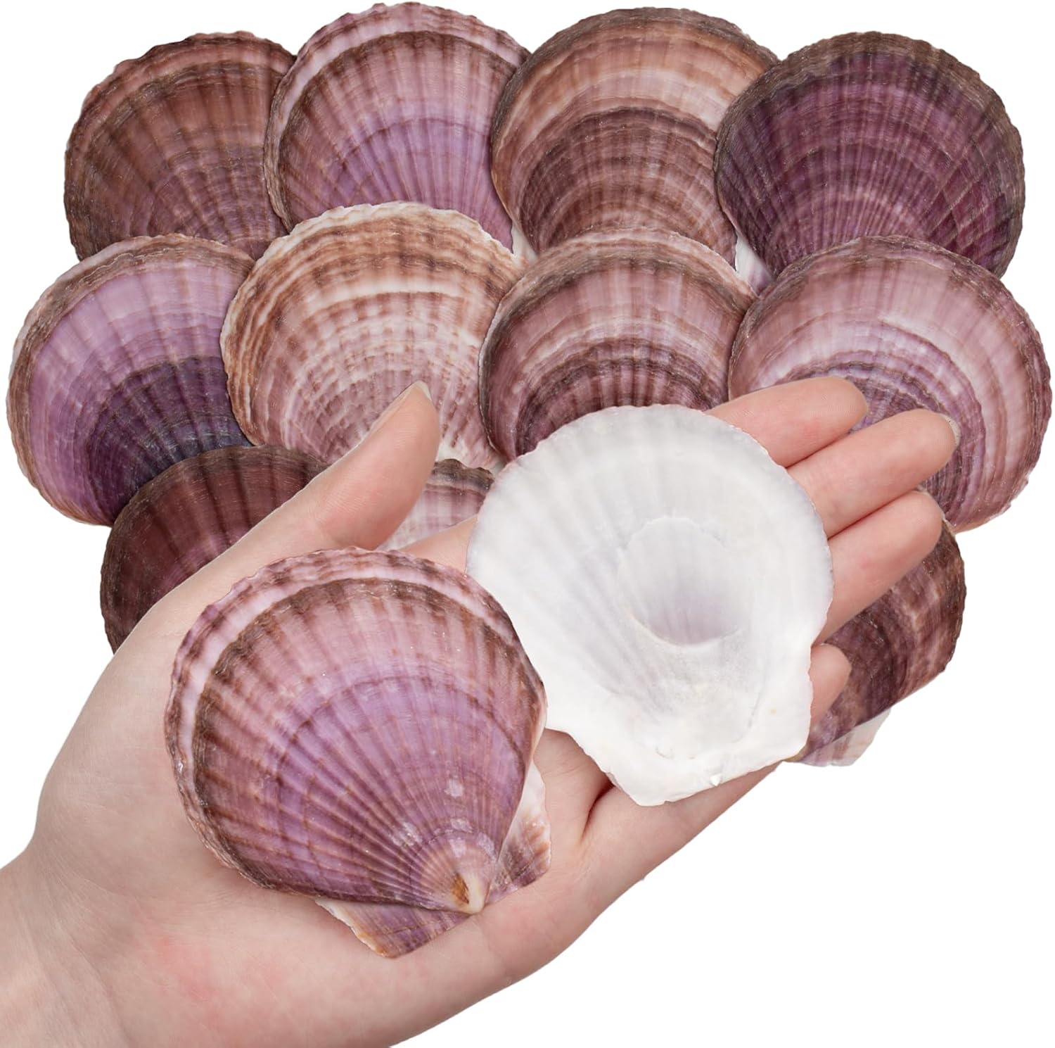 WeDoSoy 30PCS Natural Purple Scallop Shells - Real Beach Seashells for DIY Crafts, Painting, Ocean Parties & Wedding Decor (2-2.8")