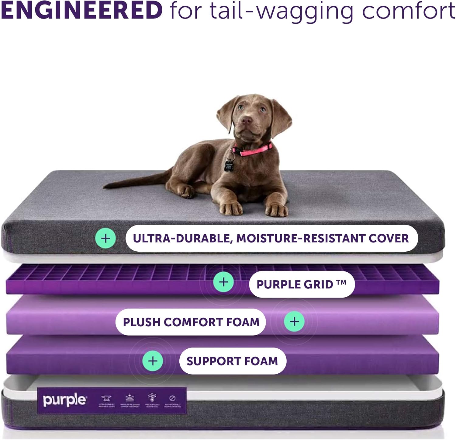 purple pet bed