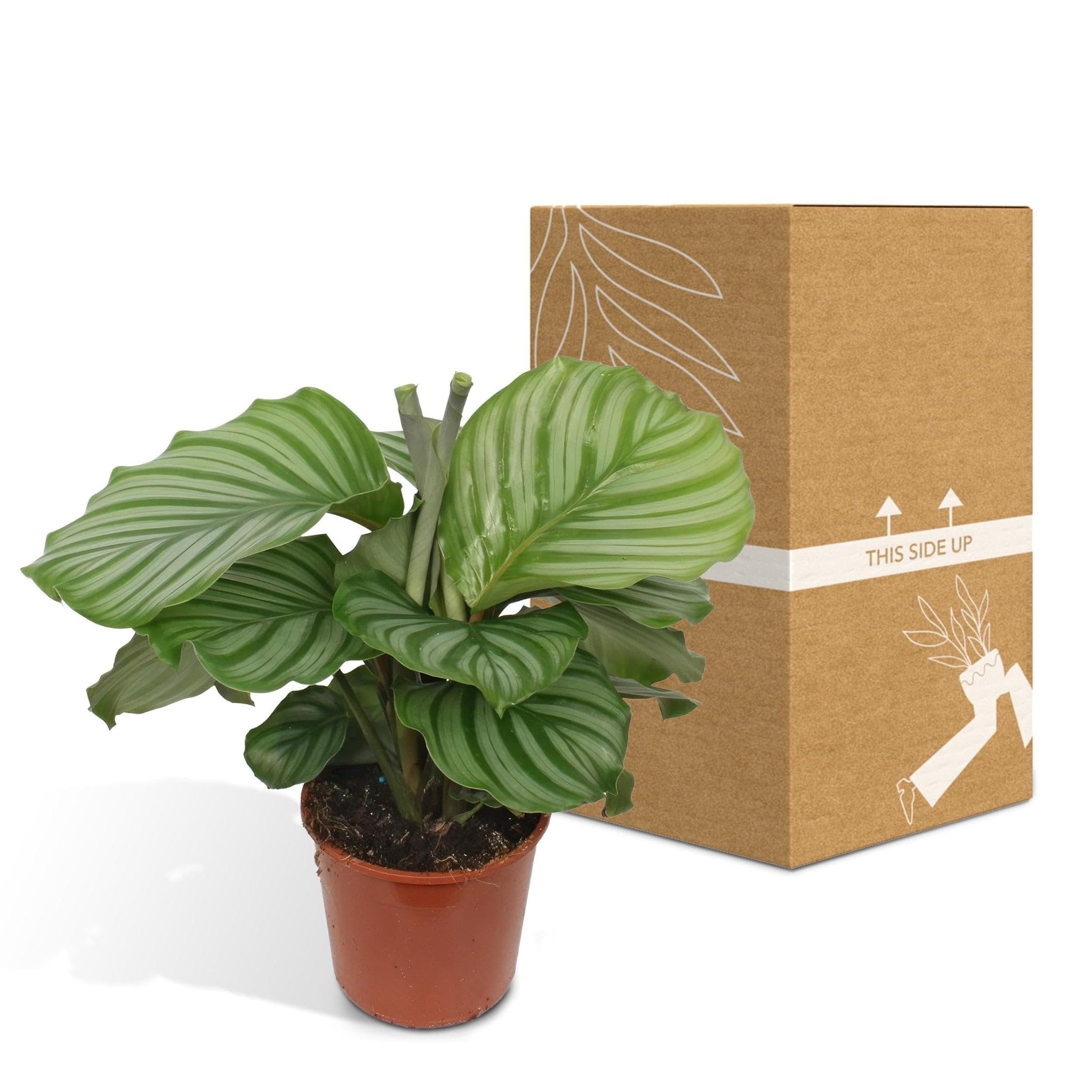 La Green Touch - Calathea Orbifolia - Plante d'intérieur - Pot 17cm, Hauteur 60 cm