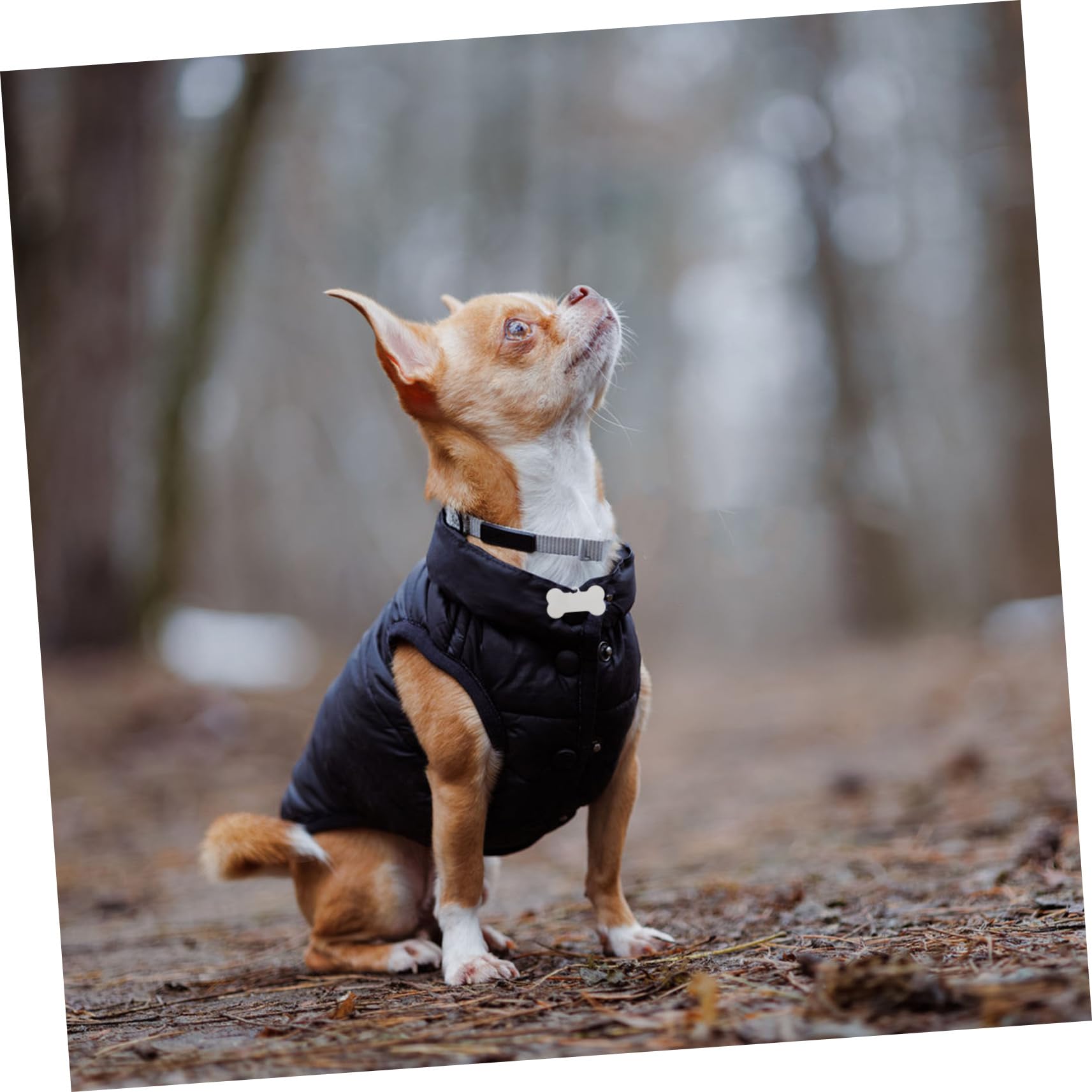 LALAFINA 25pezzi Targhette Identificative Per Animali in Inossidabile Incisibili Per e Resistenti Marcatori Per Animali Domestici
